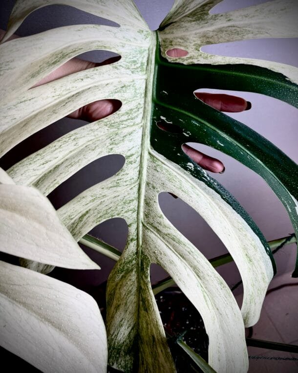 Monstera Jungle Mint NoID mature