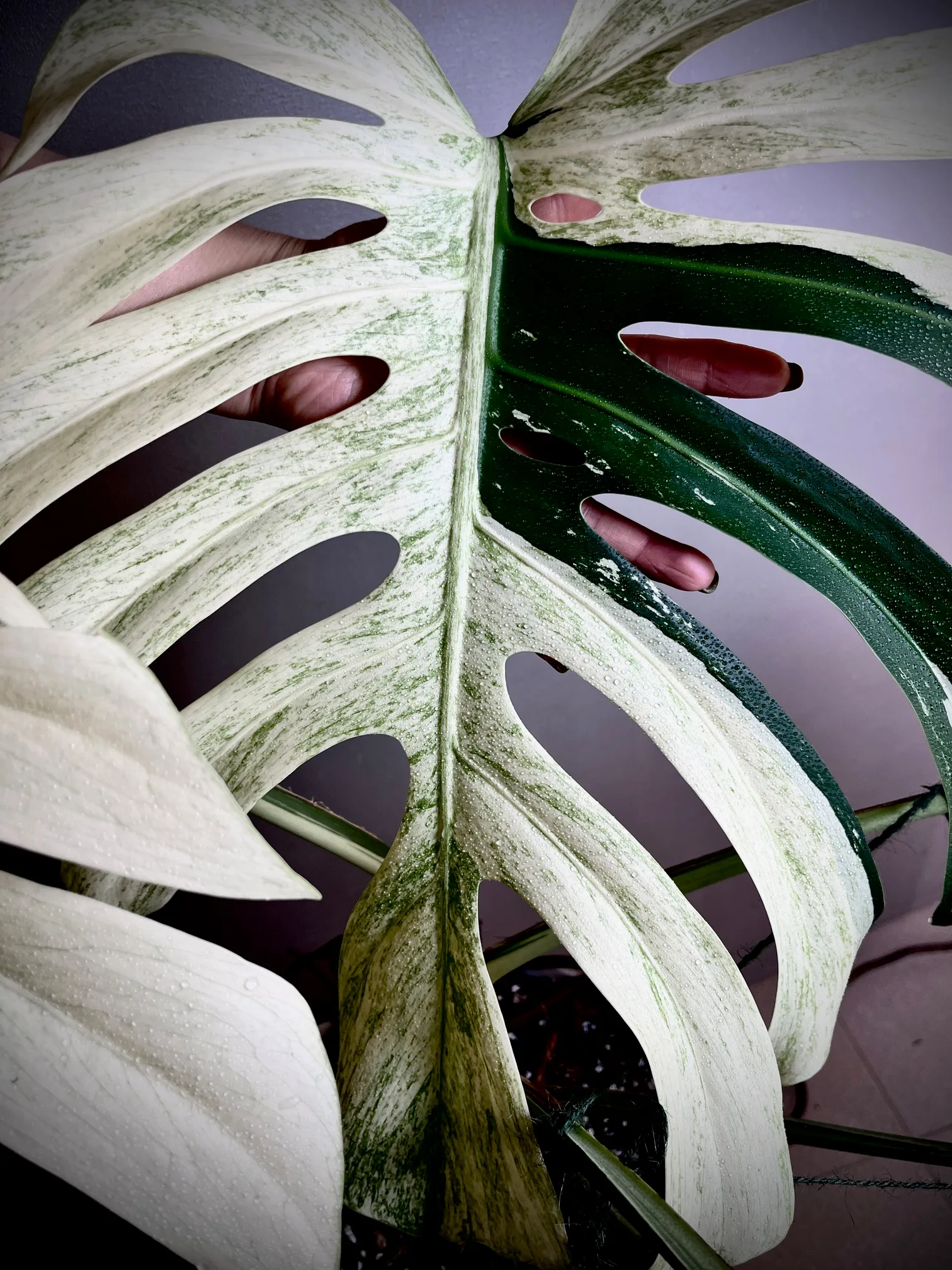 Monstera Jungle Mint NoID mature