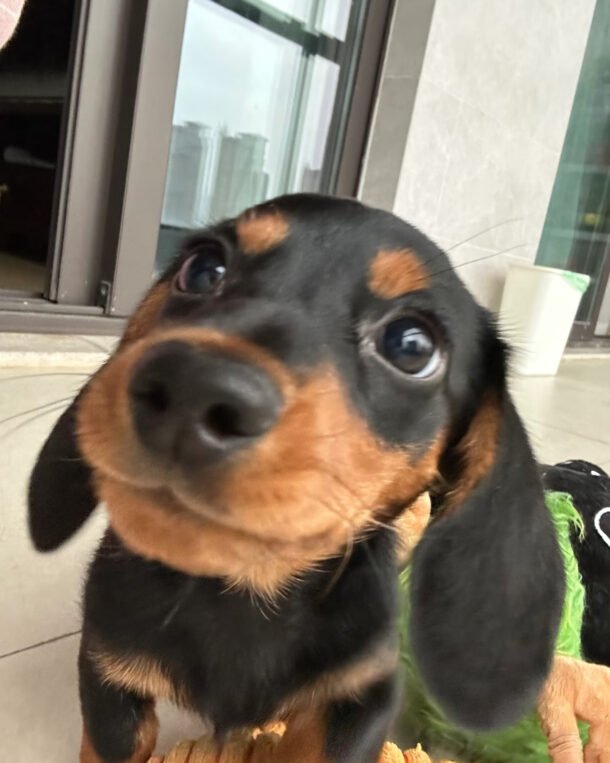 order Dog portrait de chien commande