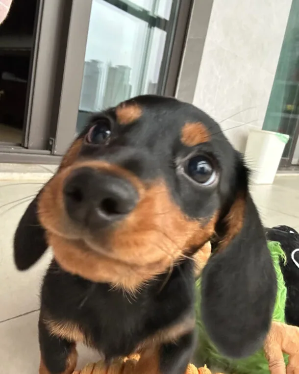 order Dog portrait de chien commande