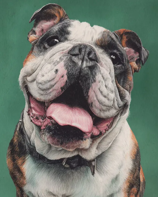 Dog portrait chien