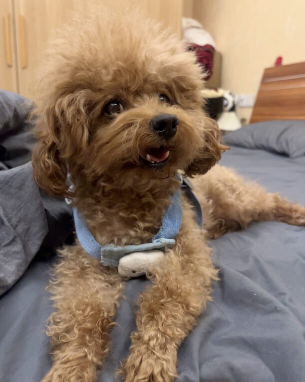 Dog portrait de chien