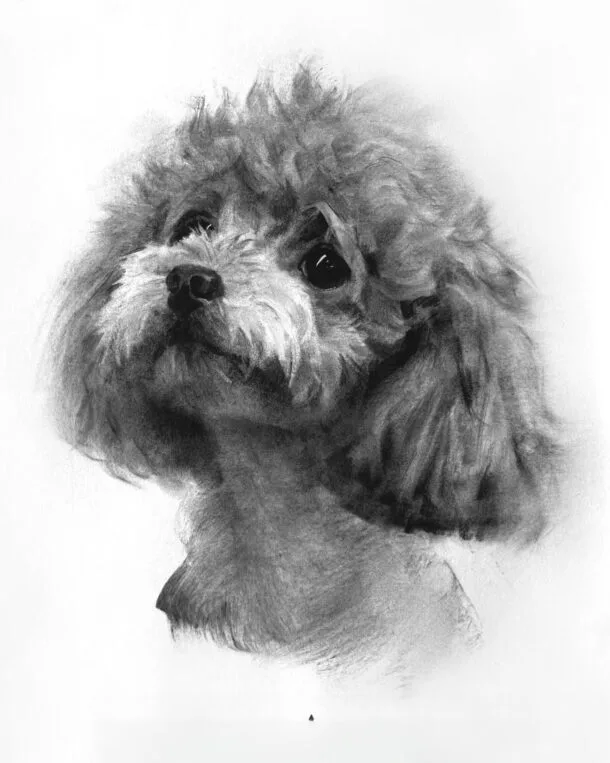 order dog portrait chien commande