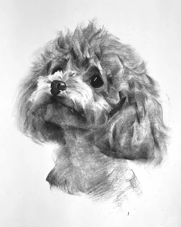 order dog portrait chien commande