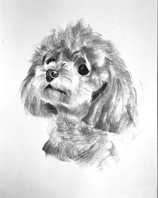order dog portrait chien commande