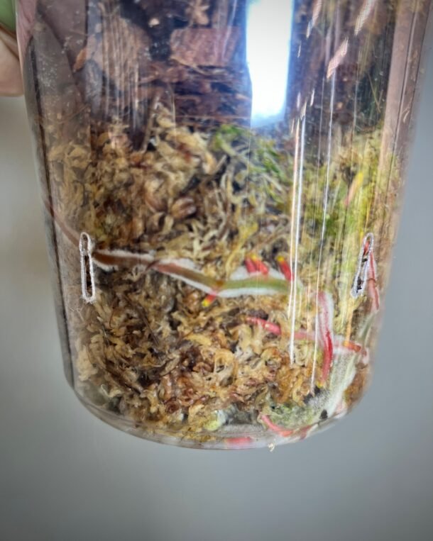 Anthurium Hybrid rare Moodeanum