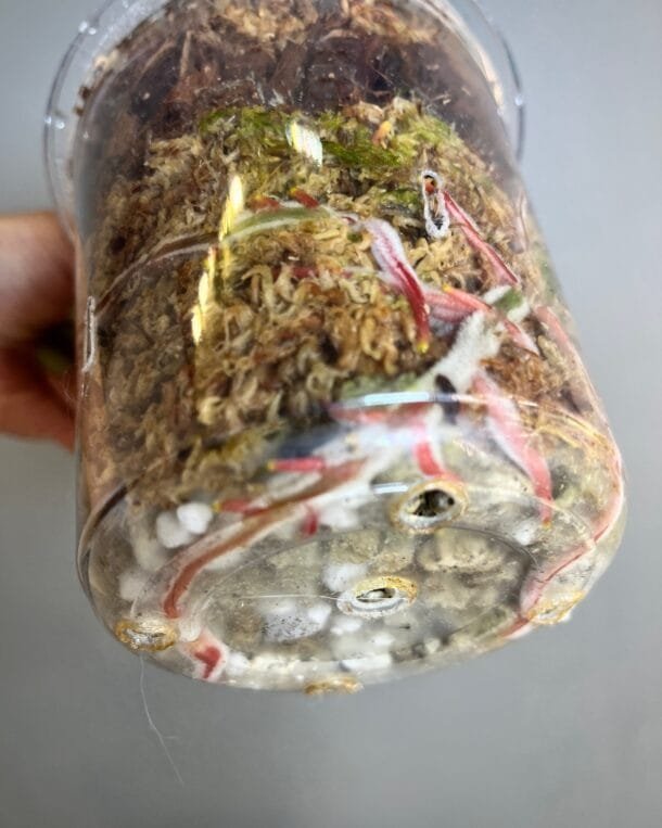 Anthurium Hybrid rare Moodeanum