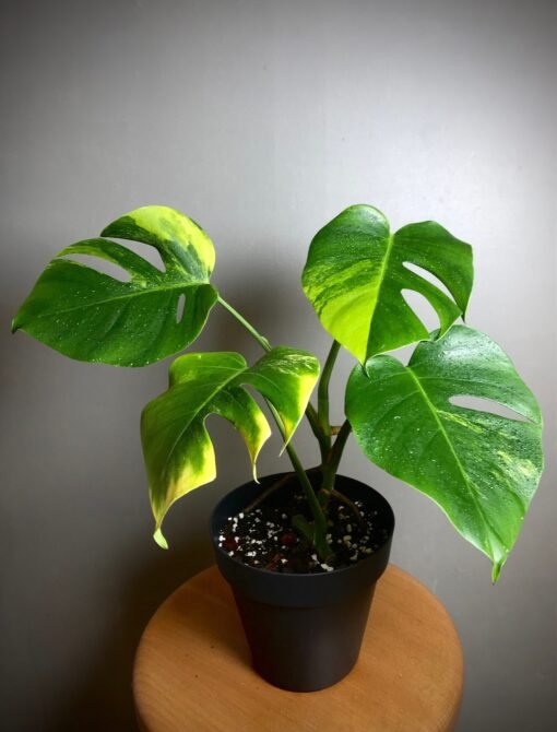 Monstera Aurea