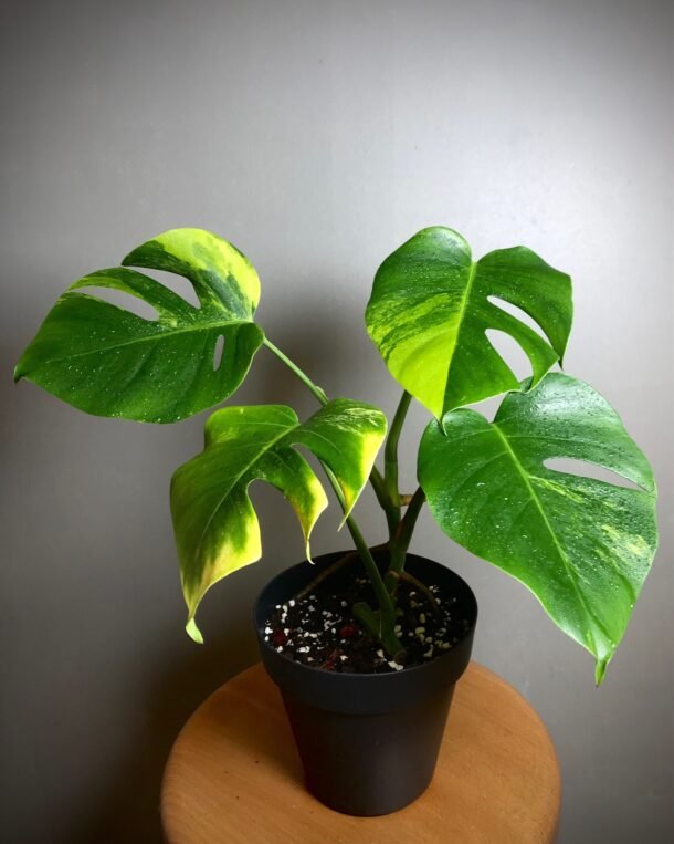 Monstera Aurea