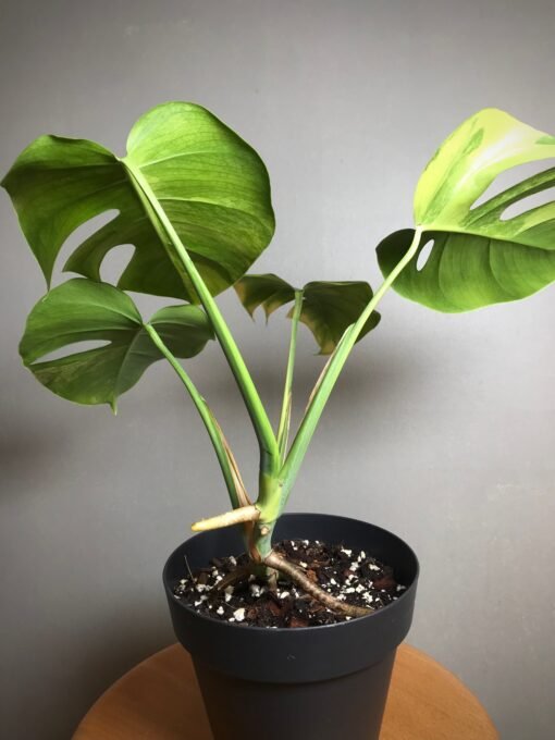 Monstera Aurea Small Form2 – Image 4