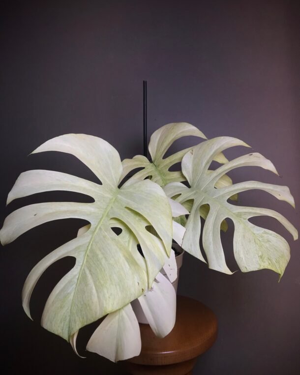 Monstera Jungle Mint