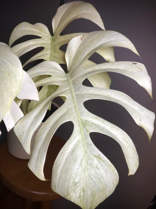 Monstera Jungle Mint(NOid) séléction "Moonlight" N2 – Image 3