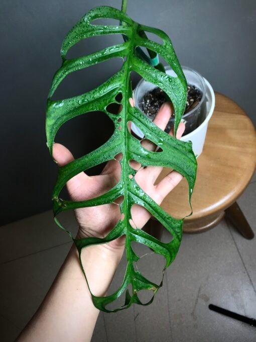 Monstera Esqueletto N1 – Image 2