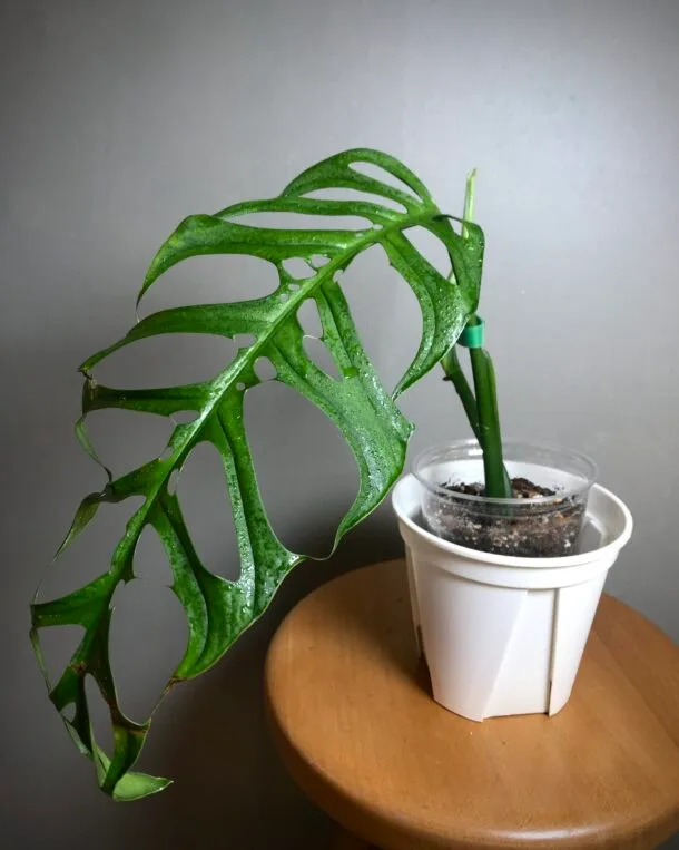 Monstera Esqueletto N1