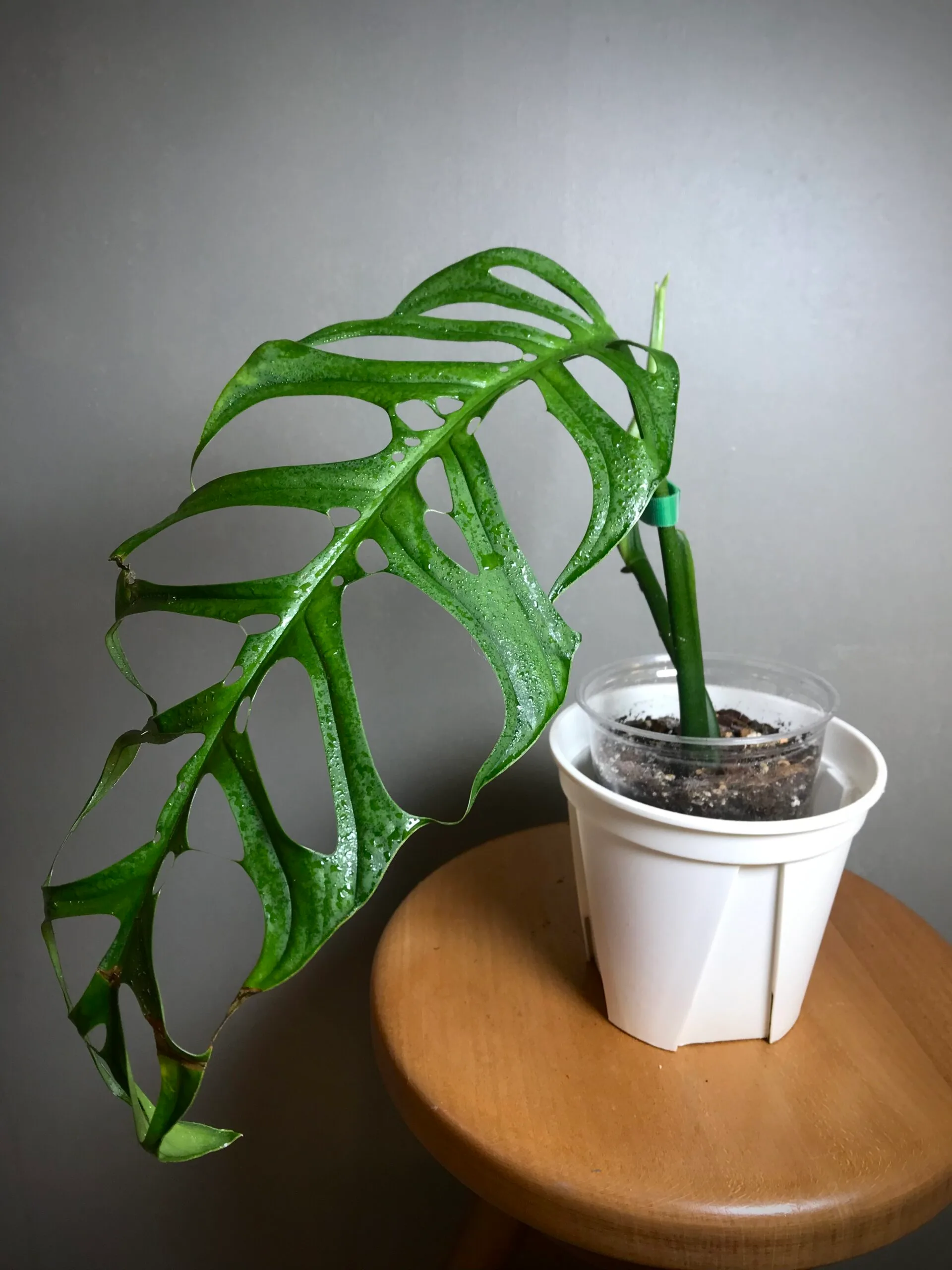 Monstera Esqueletto
