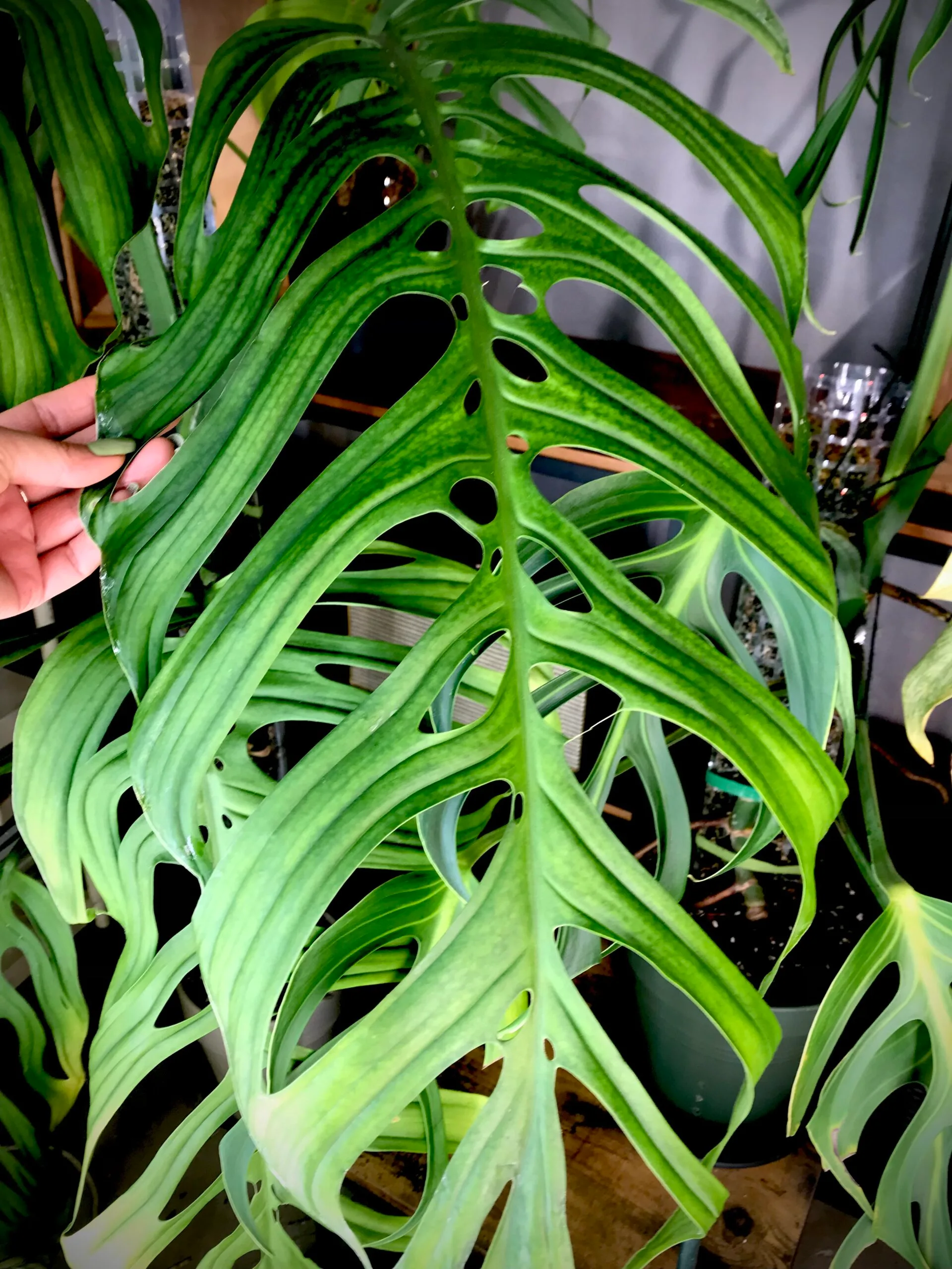 Monstera Epipremnoides Esqueleto