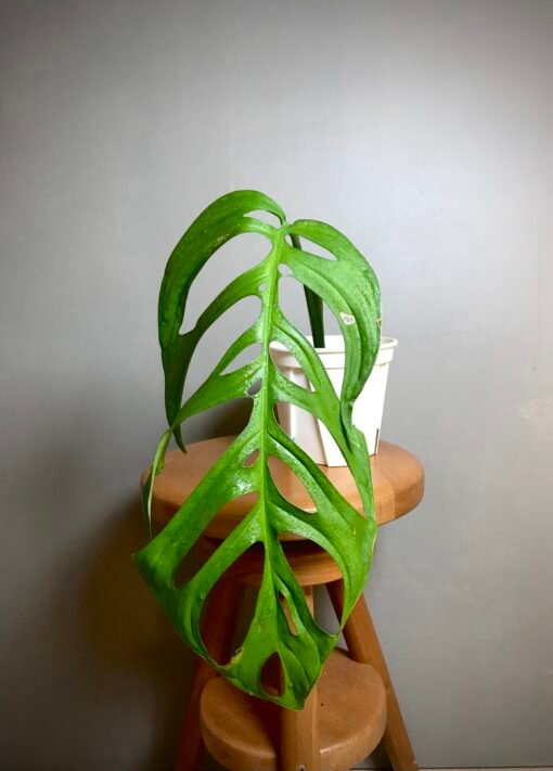 Monstera Esqueletto N2