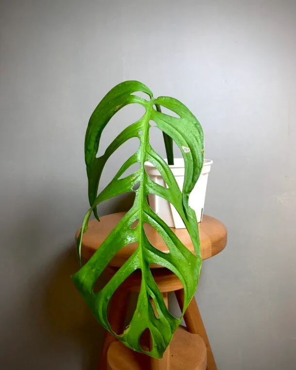 Monstera Esqueletto N2