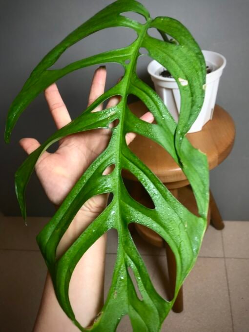 Monstera Esqueletto N2 – Image 2