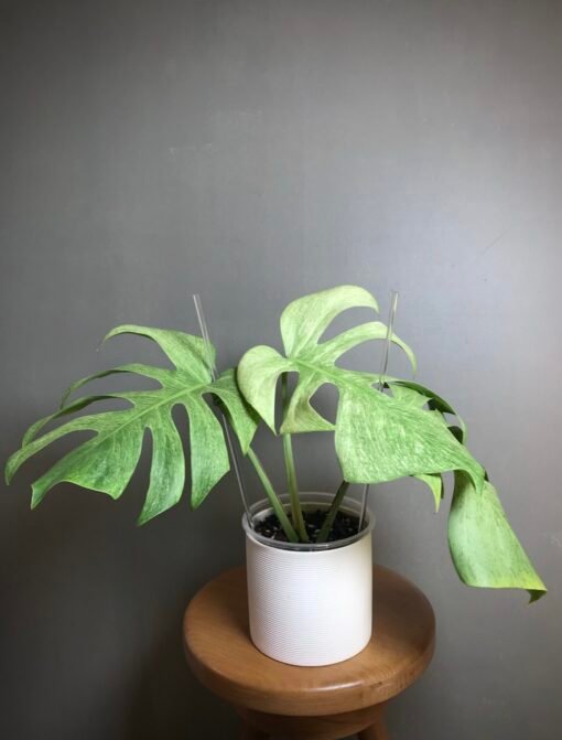 Monstera Jungle Mint (NoID) N9