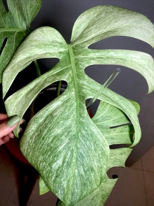 Monstera Jungle Mint (NoID) N9 – Image 3