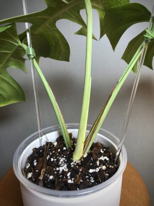 Monstera Jungle Mint (NoID) N9 – Image 5