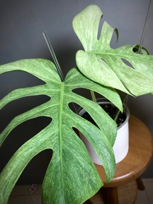 Monstera Jungle Mint (NoID) N9 – Image 4