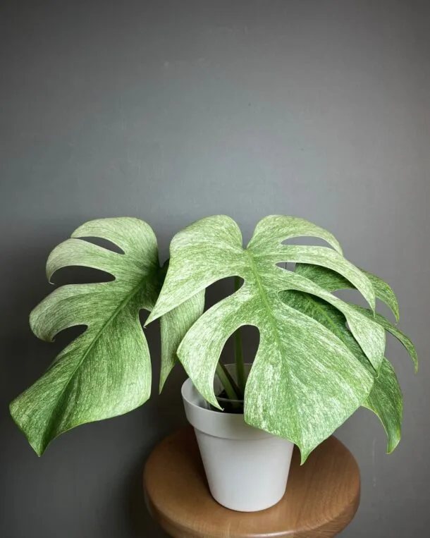 Monstera Jungle Mint NoID
