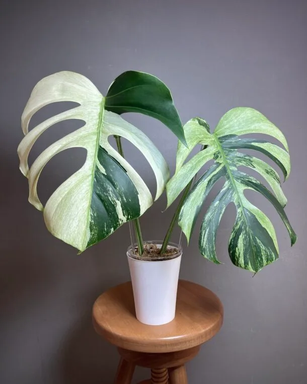 Monstera Jungle Mint