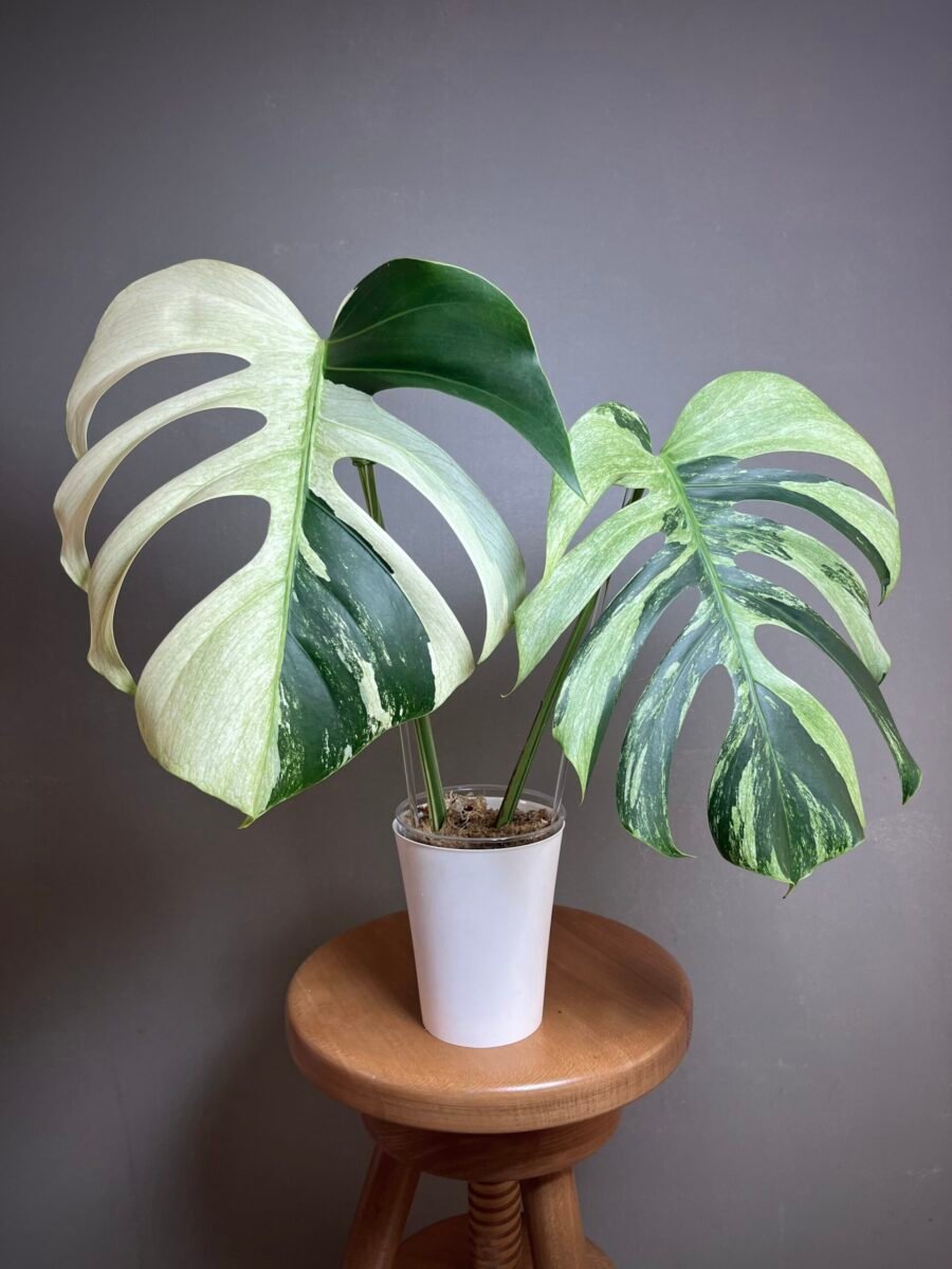 Monstera Jungle Mint