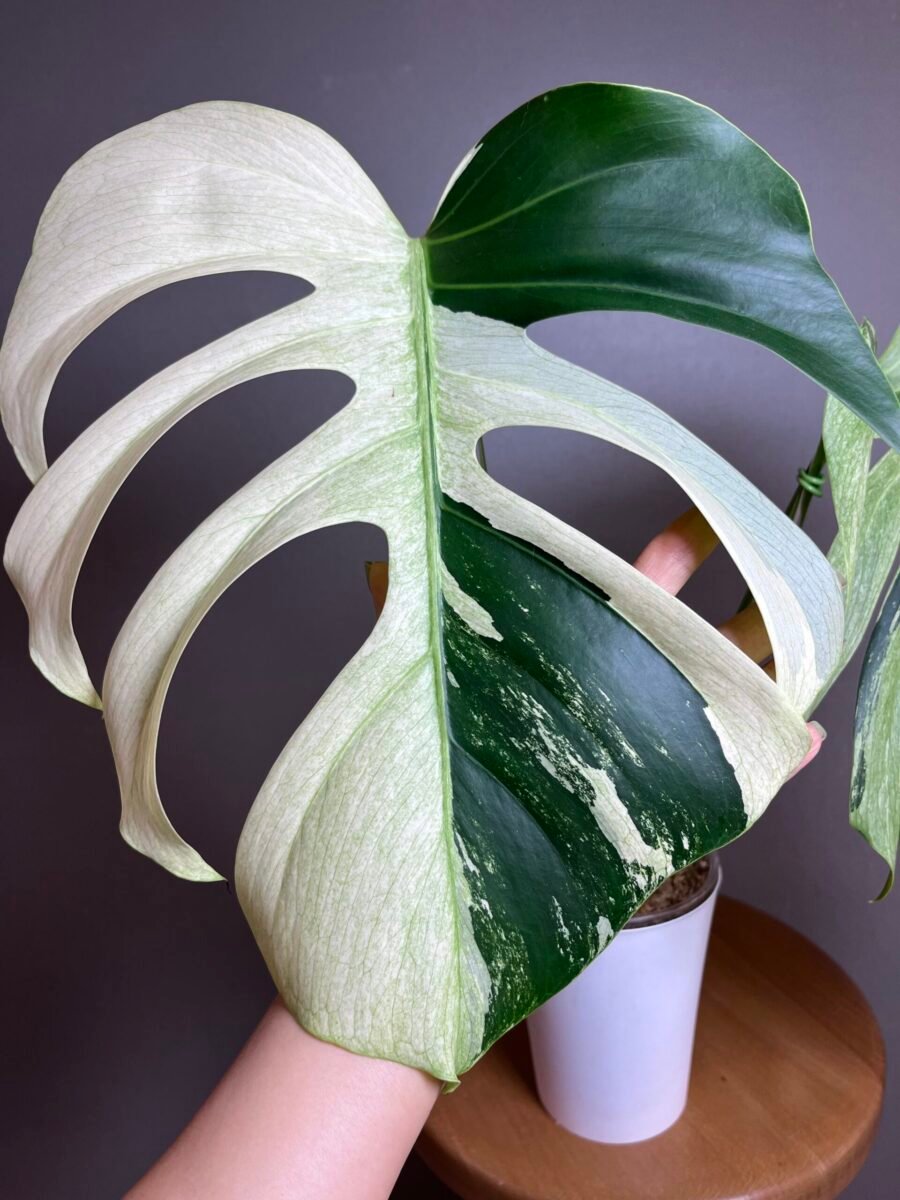 Monstera Jungle Mint (NoID) Bouture N12 – Image 2