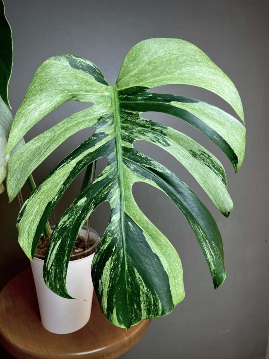 Monstera Jungle Mint (NoID) Bouture N12 – Image 3