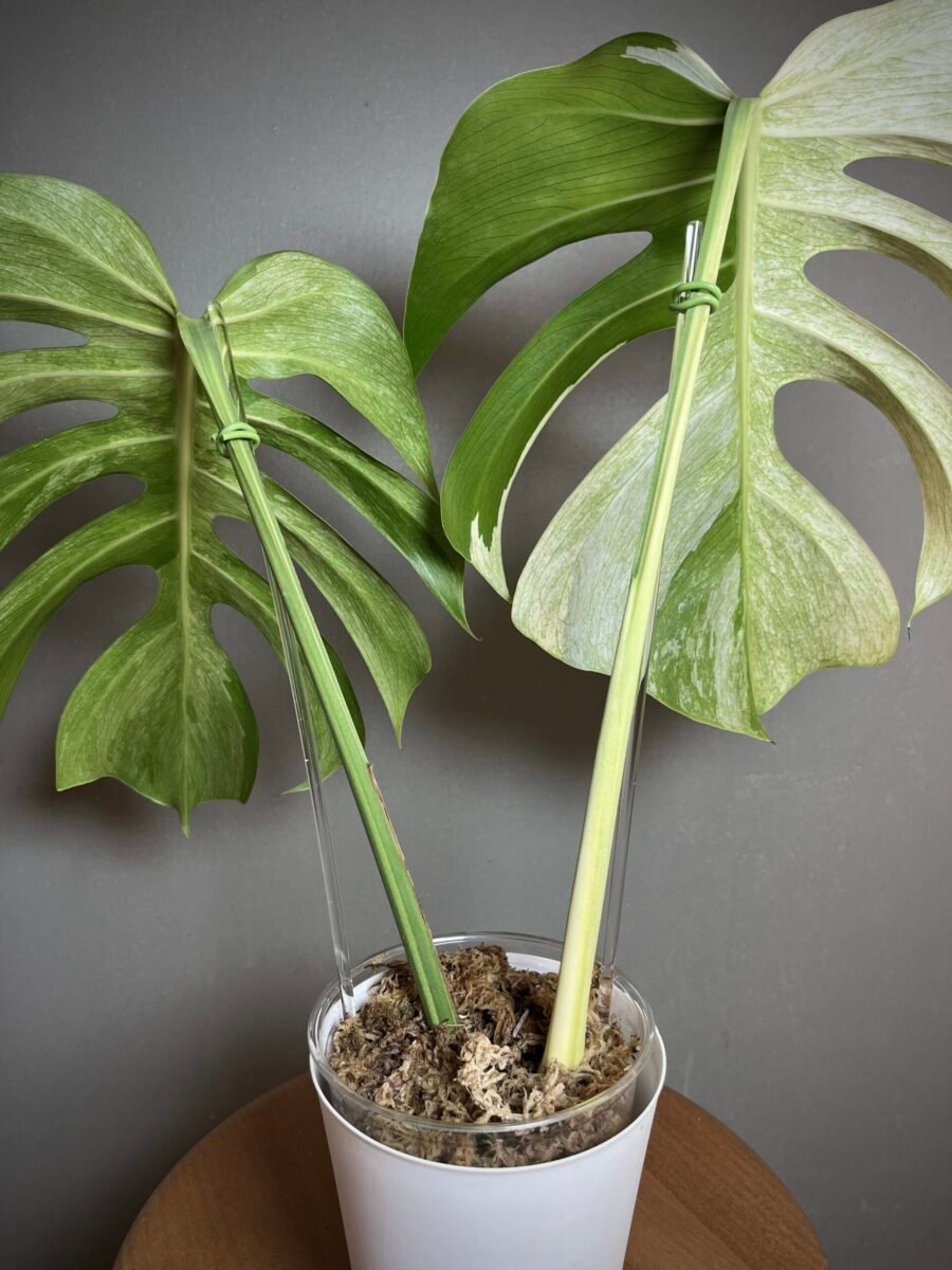 Monstera Jungle Mint (NoID) Bouture N12 – Image 4