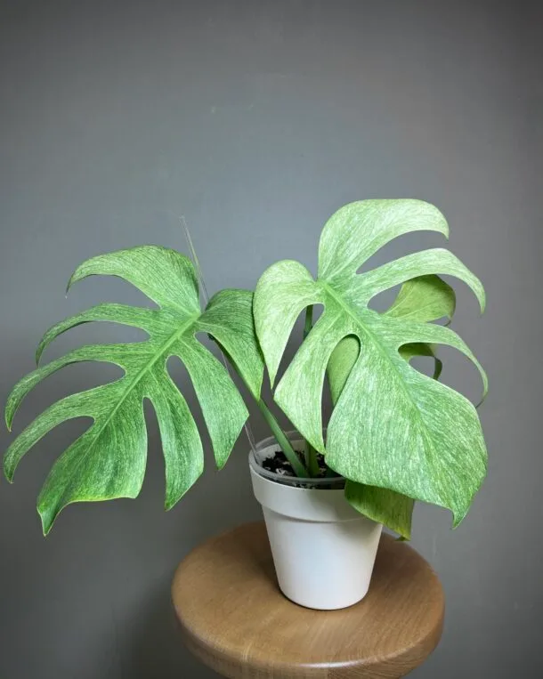 Monstera Jungle mint NoID Fullmint