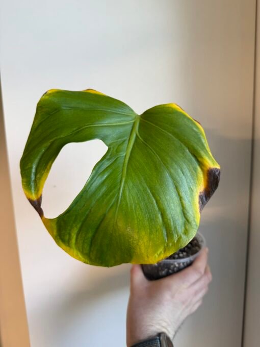 Monstera Deliciosa Tattoo - 1 leaf cutting