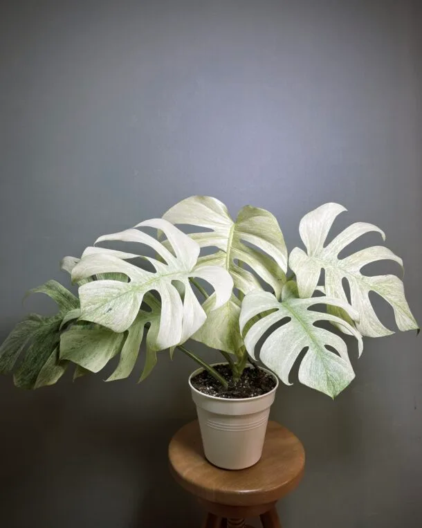 Monstera Junfle Mint NoID