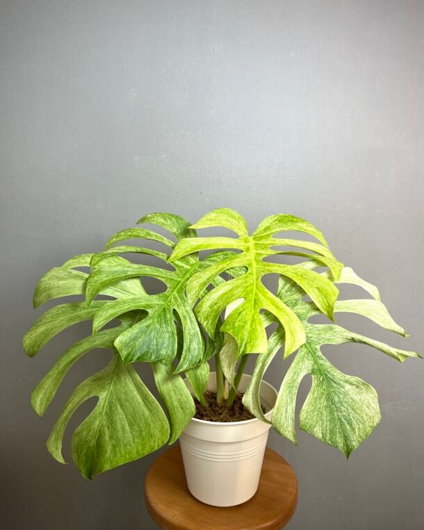 Monstera Jungle Mint NoID à réserver