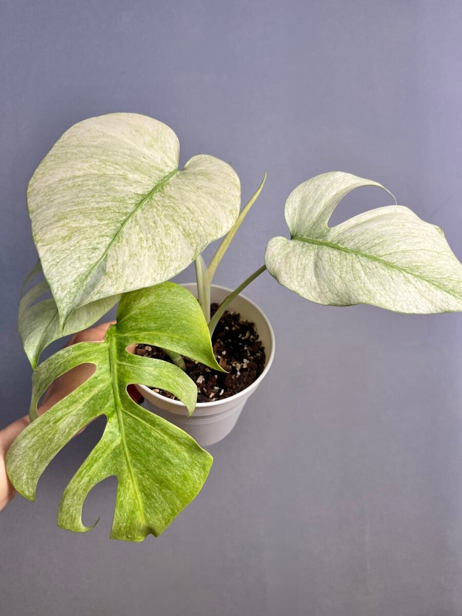 Monstera Jungle Mint NoID Nr 9 – Image 3