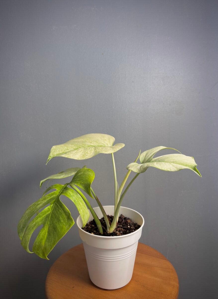 Monstera Jungle Mint NoID Nr 9
