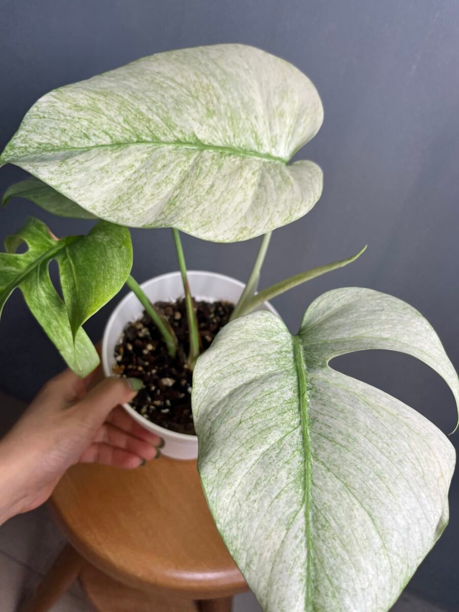 Monstera Jungle Mint NoID Nr 9 – Image 2