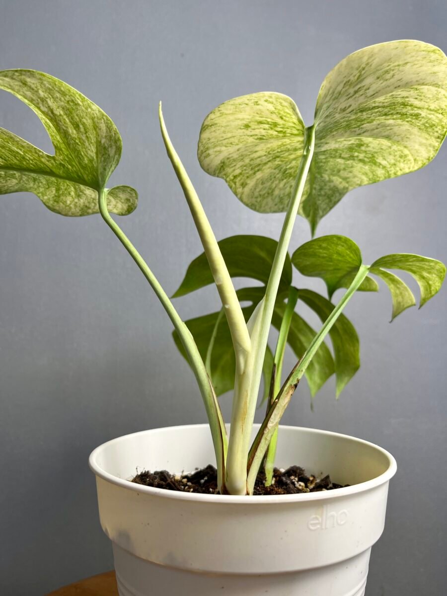 Monstera Jungle Mint NoID Nr 9 – Image 6