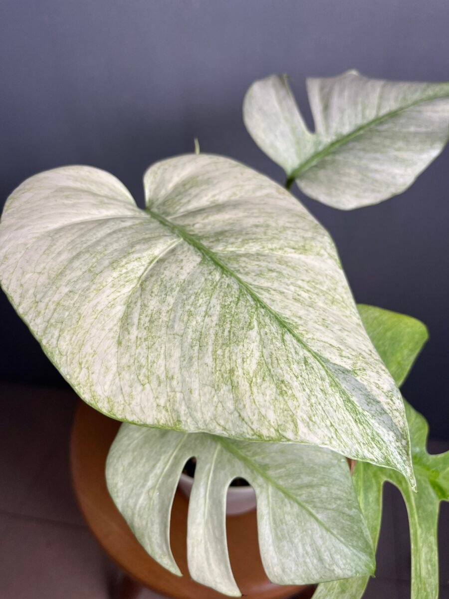 Monstera Jungle Mint NoID Nr 9 – Image 5