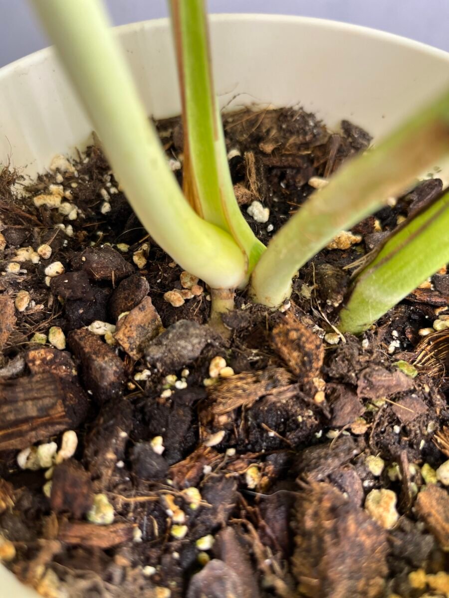 Monstera Jungle Mint NoID Nr 9 – Image 7