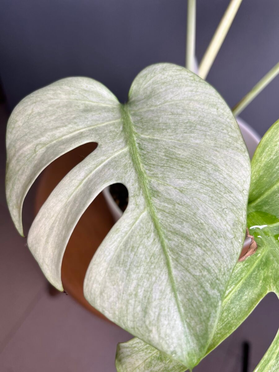 Monstera Jungle Mint NoID Nr 9 – Image 4