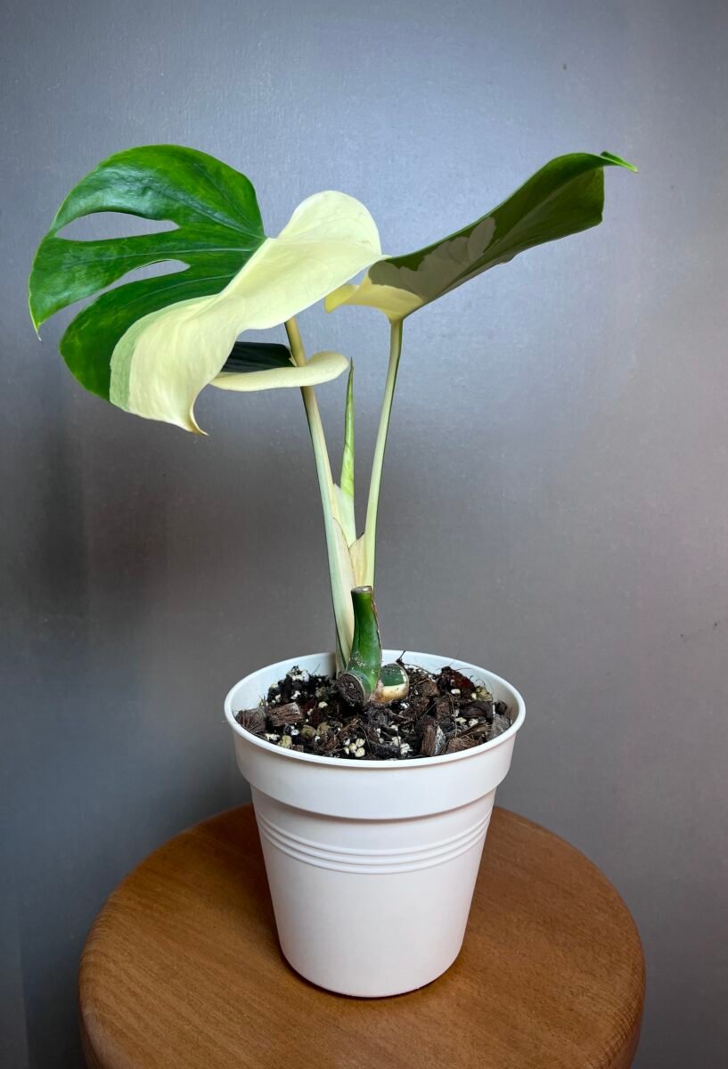 monstera Albo variegata, Large form2