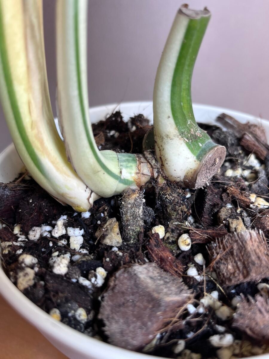 monstera Albo variegata Large form6