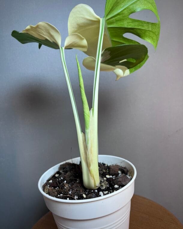 monstera Albo variegata, Large form3