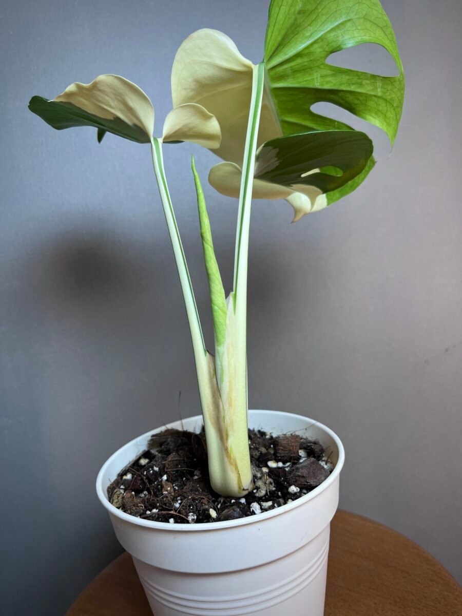 monstera Albo variegata, Large form3