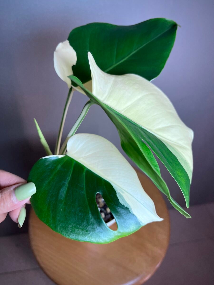 monstera Albo variegata, Large form4