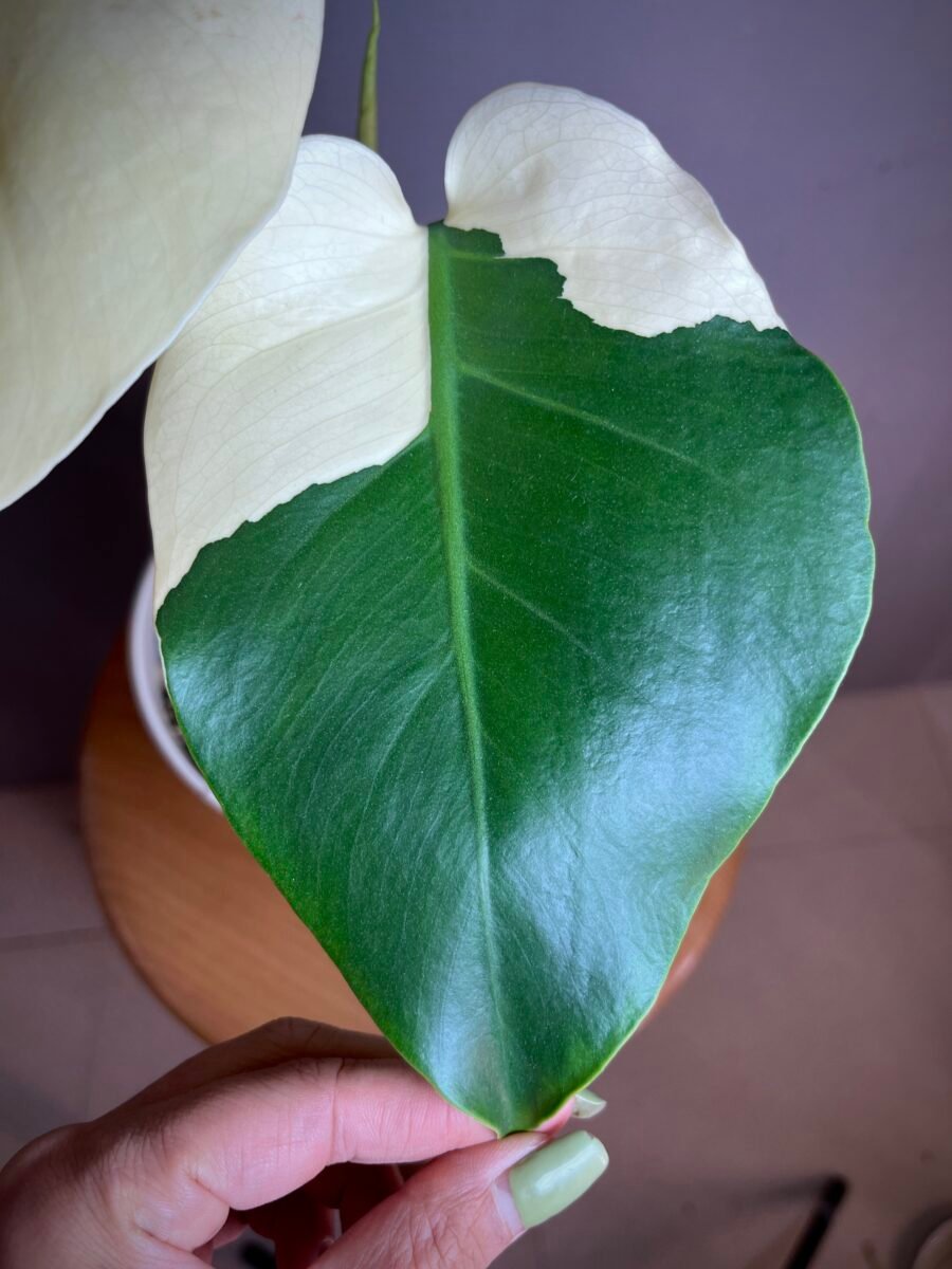 monstera Albo variegata, Large form2